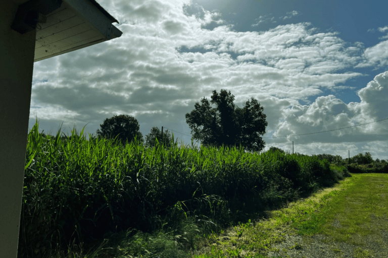 Roseaux STEP de Queyrac - Siaepa du Médoc